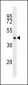 EIF4A3 Antibody (C-term)